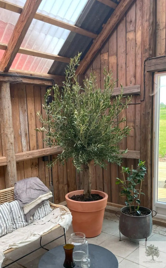 Hur-man-planterar-ett-olivträd-i-en-kruka Olivträdsbutiken