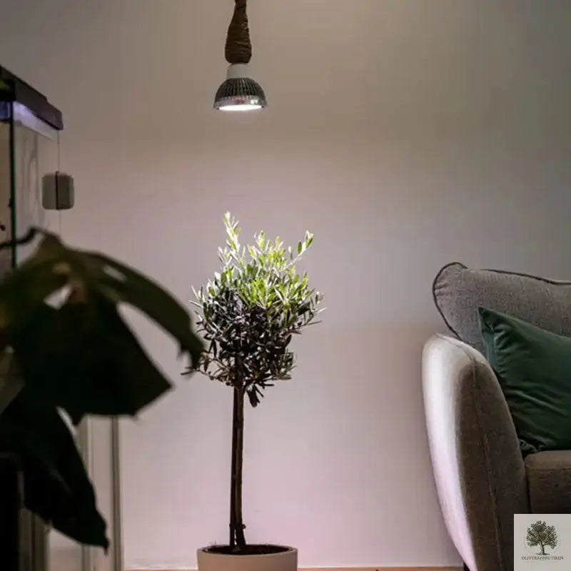 Växtlampa-vid-vinterförvaring-av-olivträd-Så-fungerar-belysning-för-vinterförvaring Olivträdsbutiken