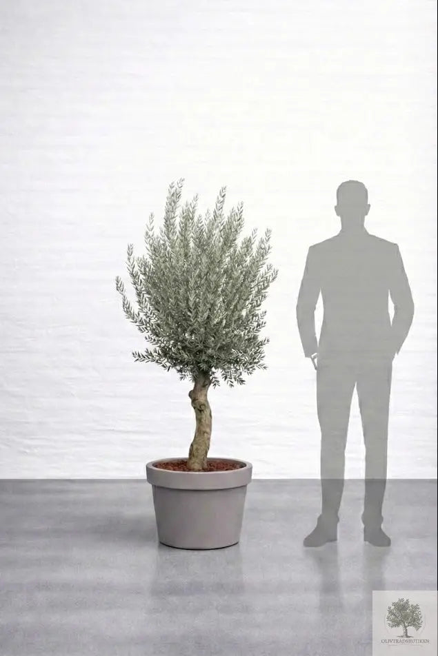 Olivträd 20 år - 180 cm höjd - 35 cm stam - 60 cm krona Olivträdsbutiken