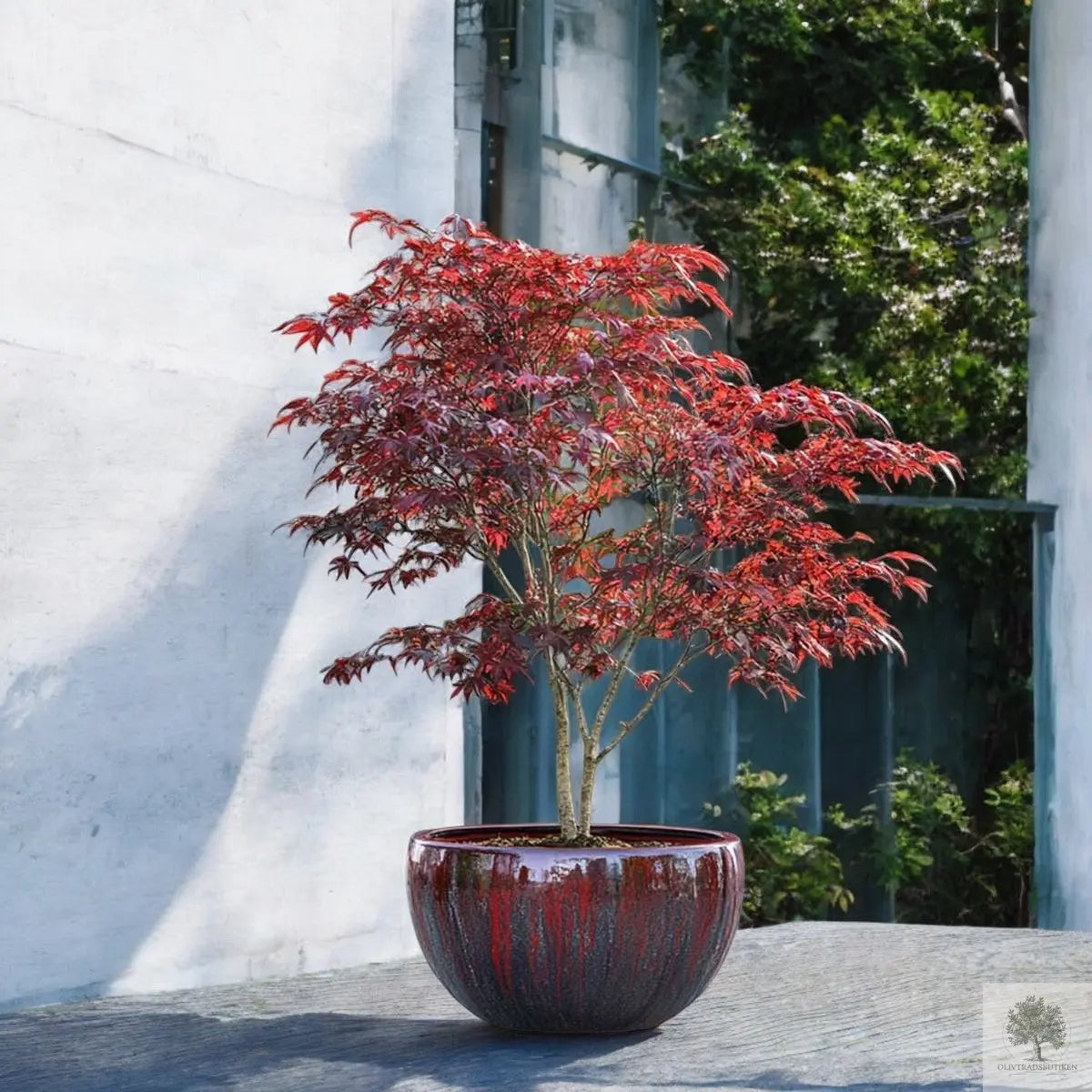 Japansk lönn - stor - Acer palmatum atropurpureum - 175 cm Olivträdsbutiken