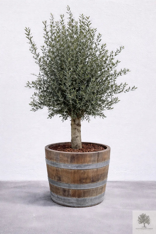 Olivträd 30 år - 230 cm höjd - 40 cm stam - 90 cm krona