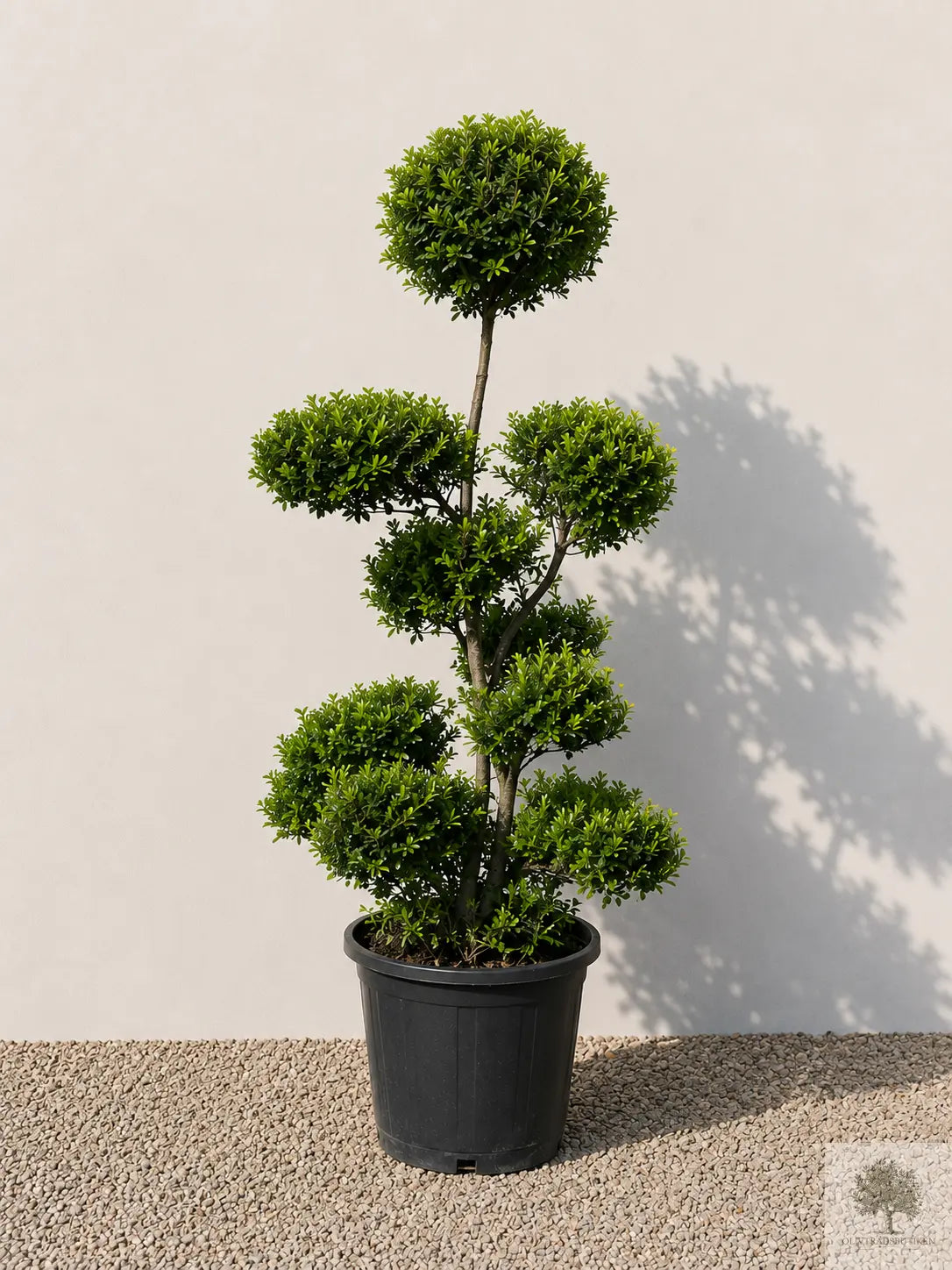Japansk järnek – Ilex crenata – formklippt 140 cm
