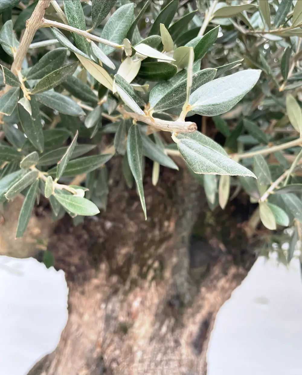 Oliventre Olea Europaea 20 år - Liten Oliventrebutikk