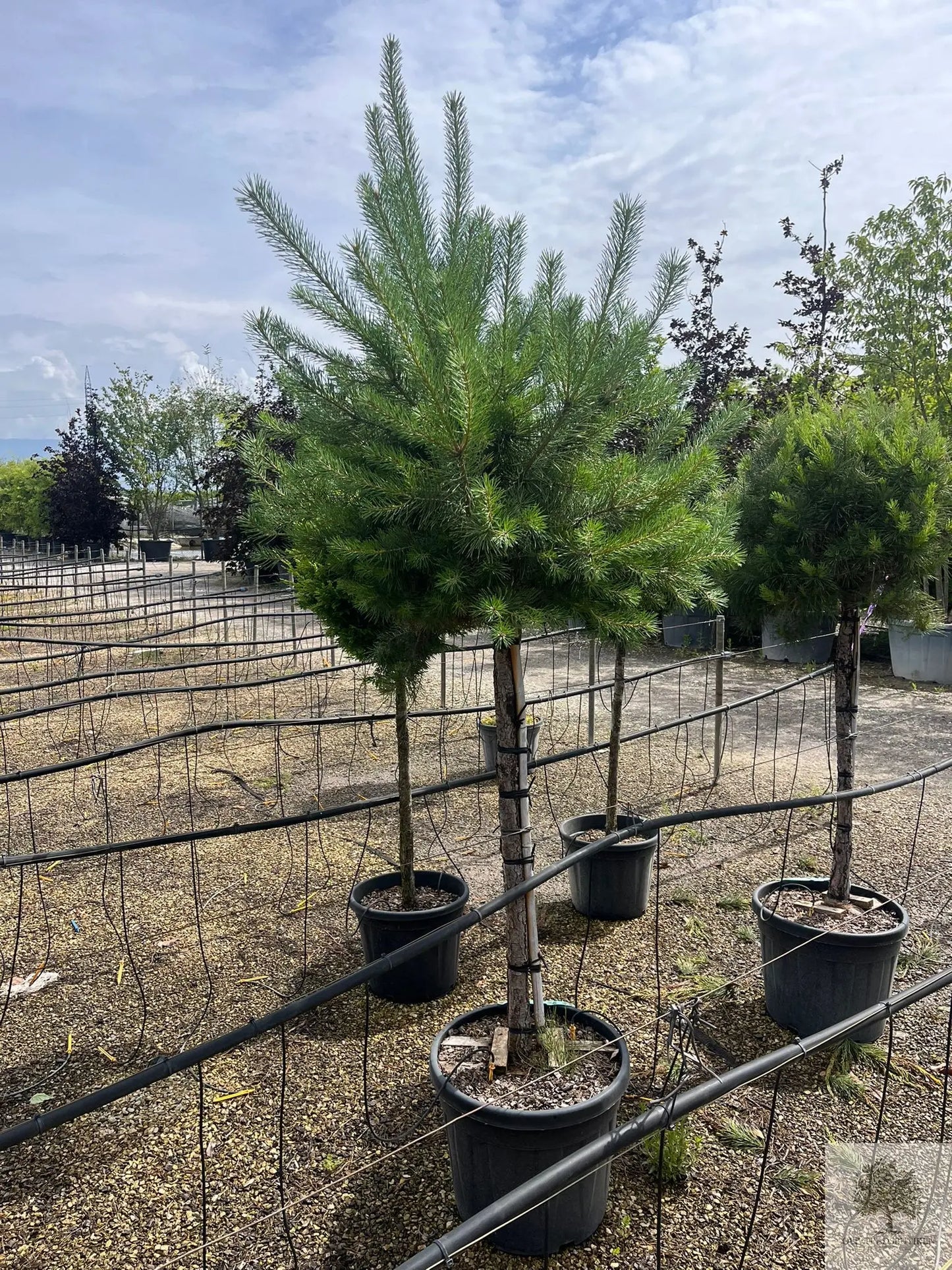 Dvärgtall tålig barrväxt - Pinus Silvestris Watereri - trädformat 200 cm