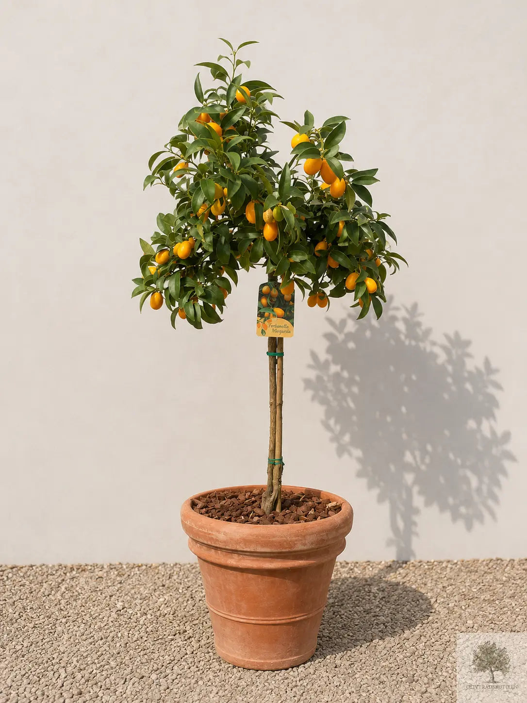 Kumquat på stam 150 cm (Fortunella margarita)