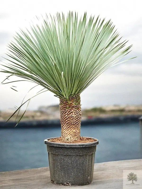 Yucca Rostrata - Palmlilja - 2 m hög Olivträdsbutiken