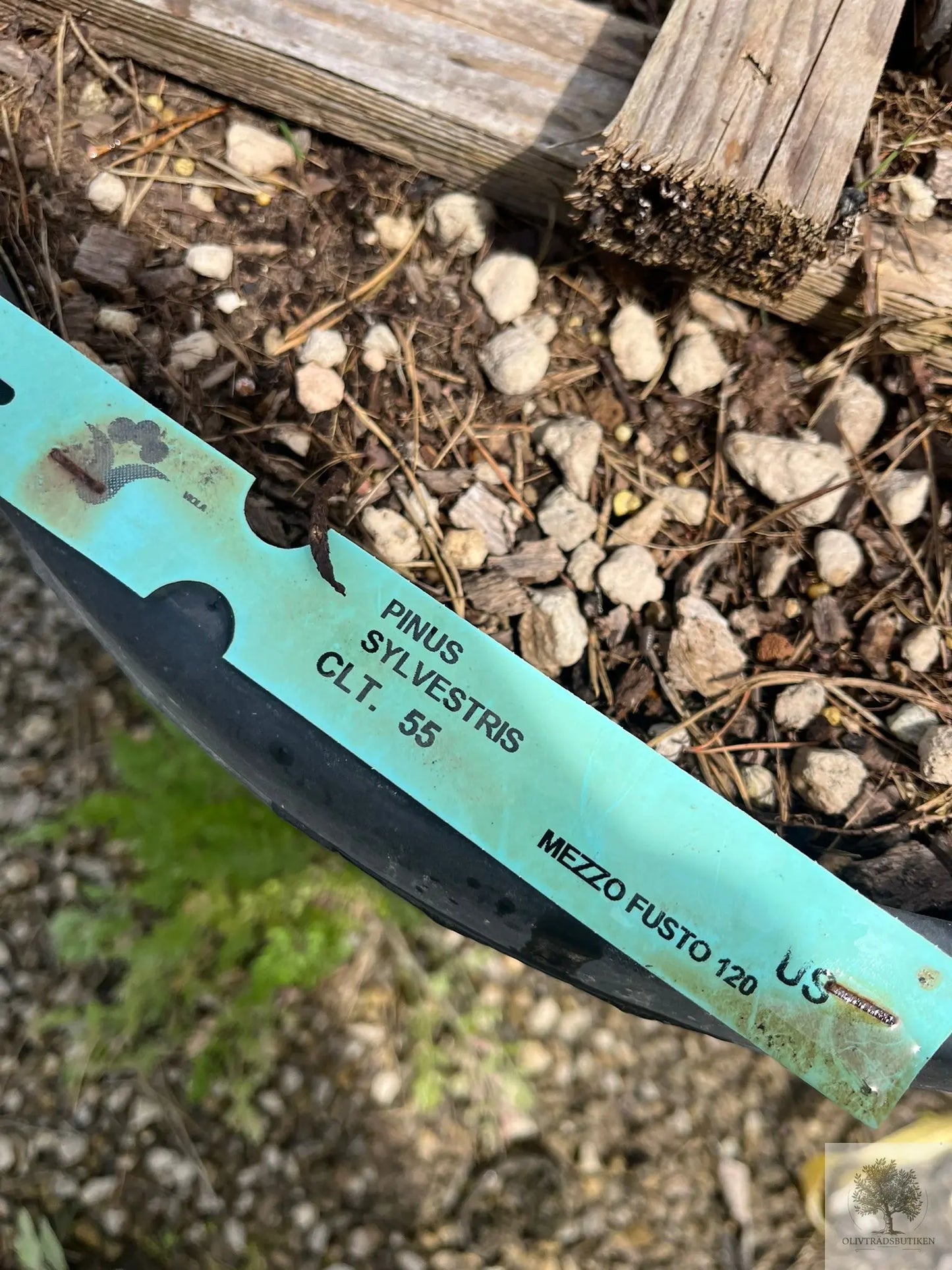 Dvärgtall tålig barrväxt - Pinus Silvestris Watereri - trädformat 200 cm