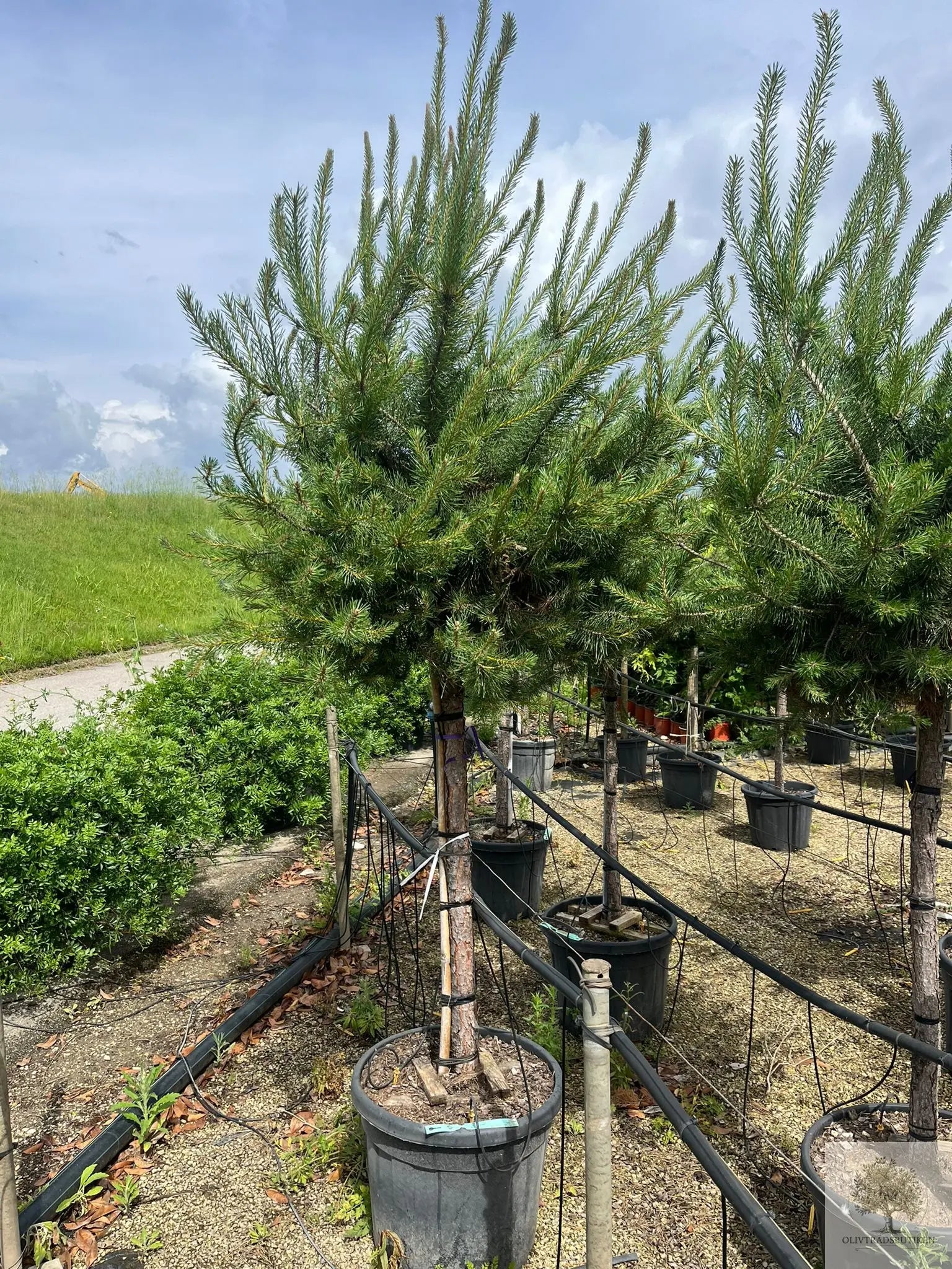Dvärgtall tålig barrväxt - Pinus Silvestris Watereri - trädformat 200 cm