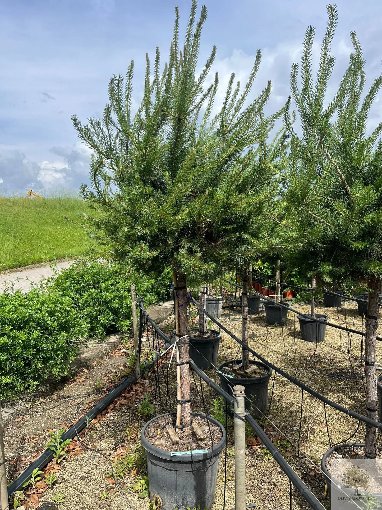 Dvärgtall tålig barrväxt - Pinus Silvestris Watereri - trädformat 200 cm