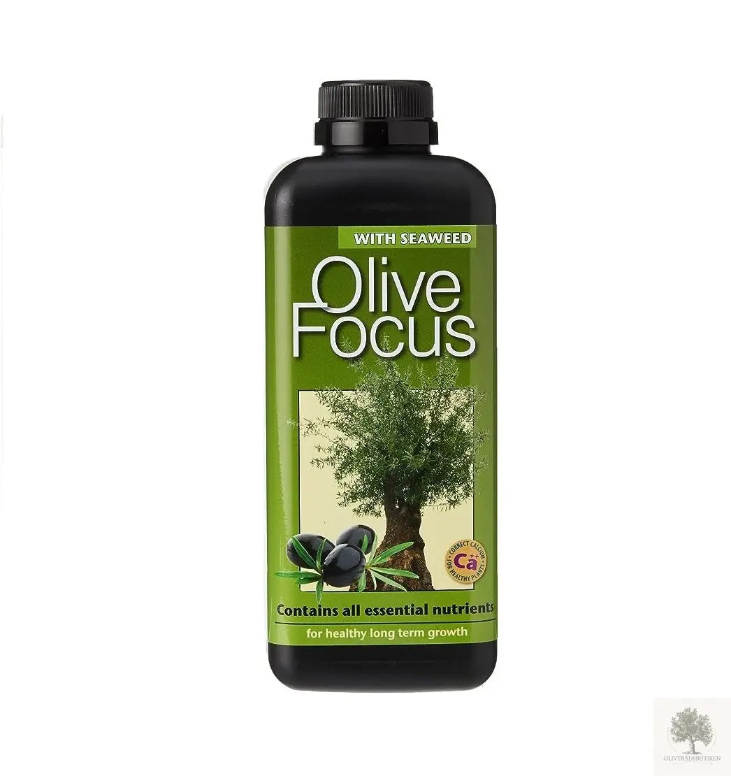 Oliventræets ernæring - Olive focus Olivträdsbutiken