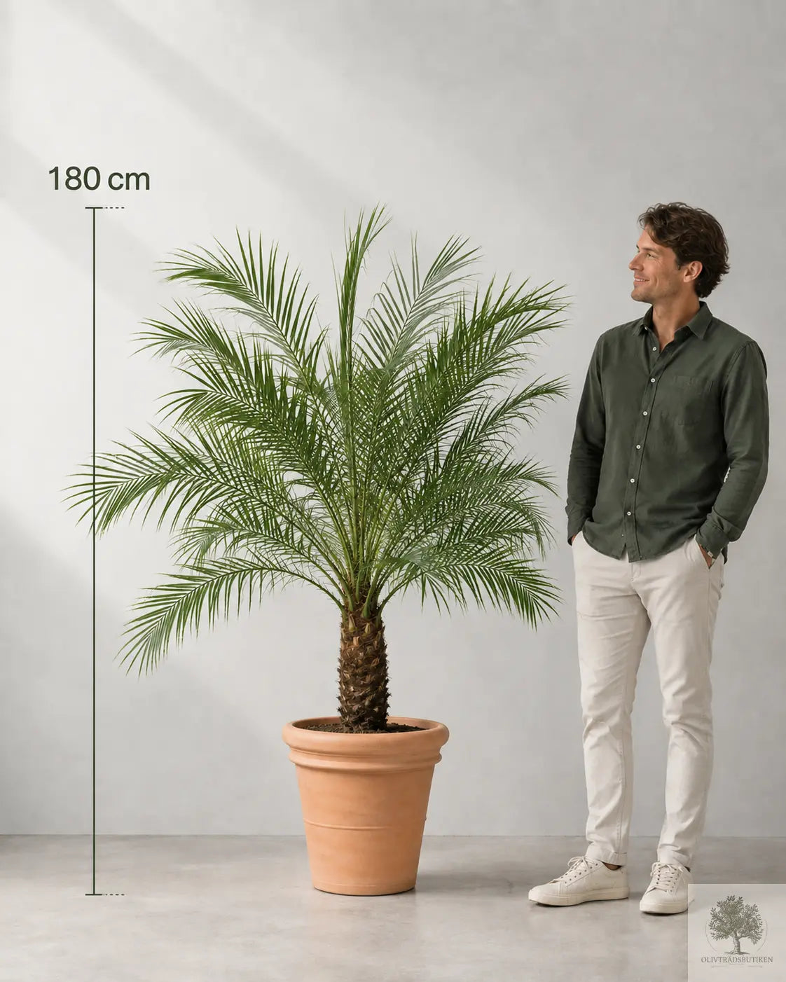 Phoenix roebelenii – Elegant dvärgdadelpalm för hem och kontor