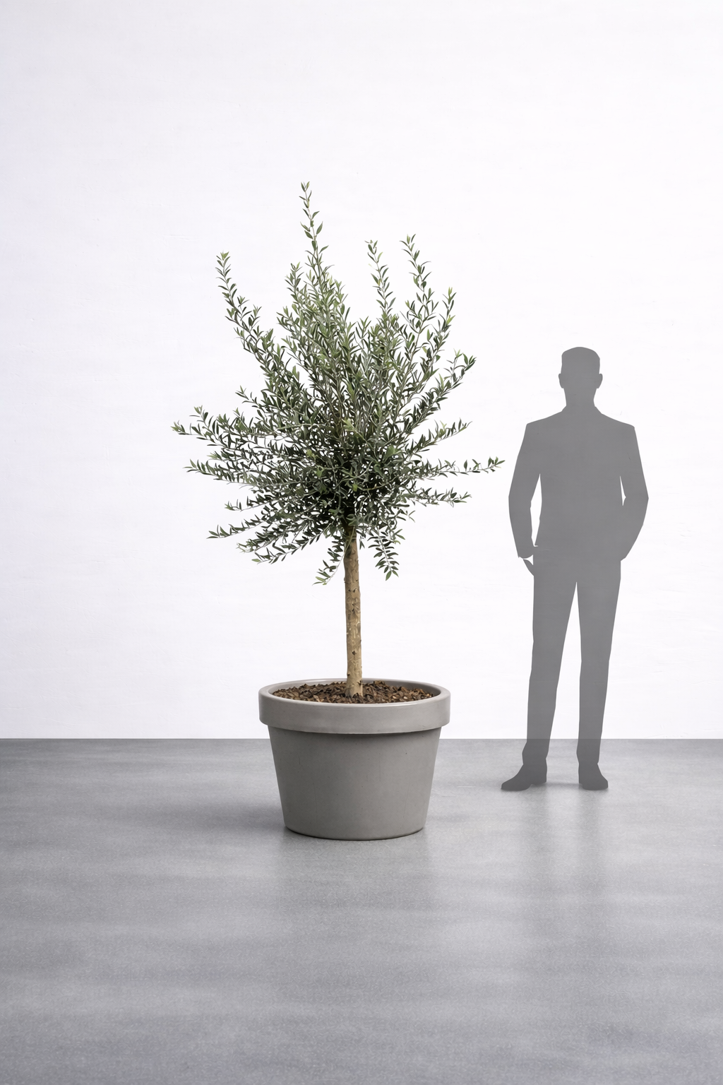 Olivträd 8 år - 200 cm höjd - 20 cm stam - 70 cm krona