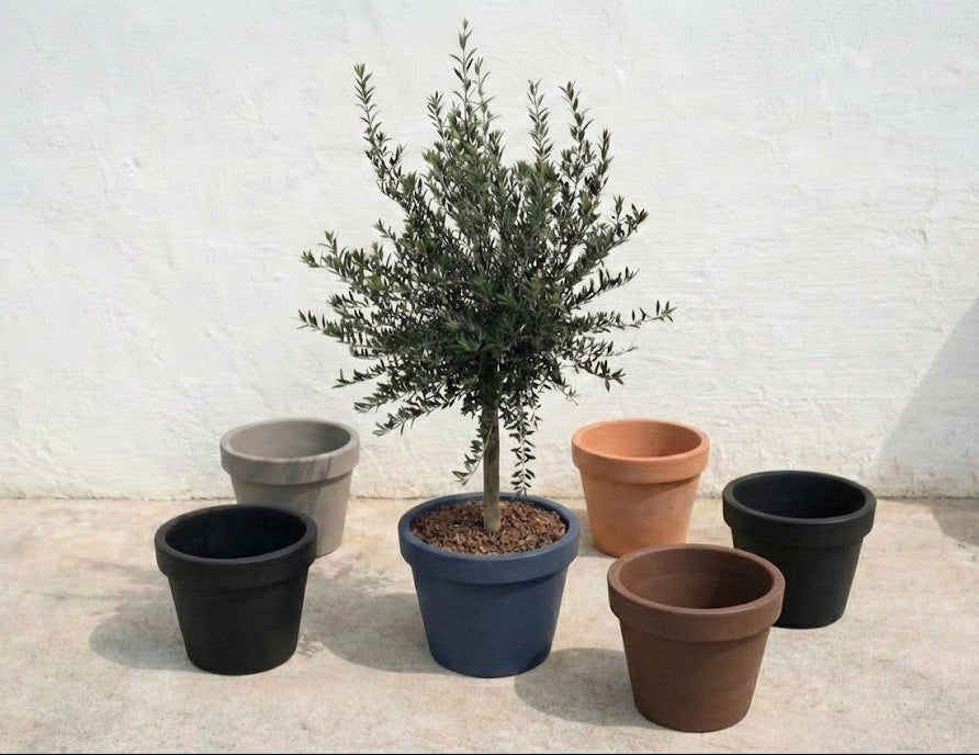 Olivträd 8 år - 200 cm höjd - 20 cm stam - 70 cm krona