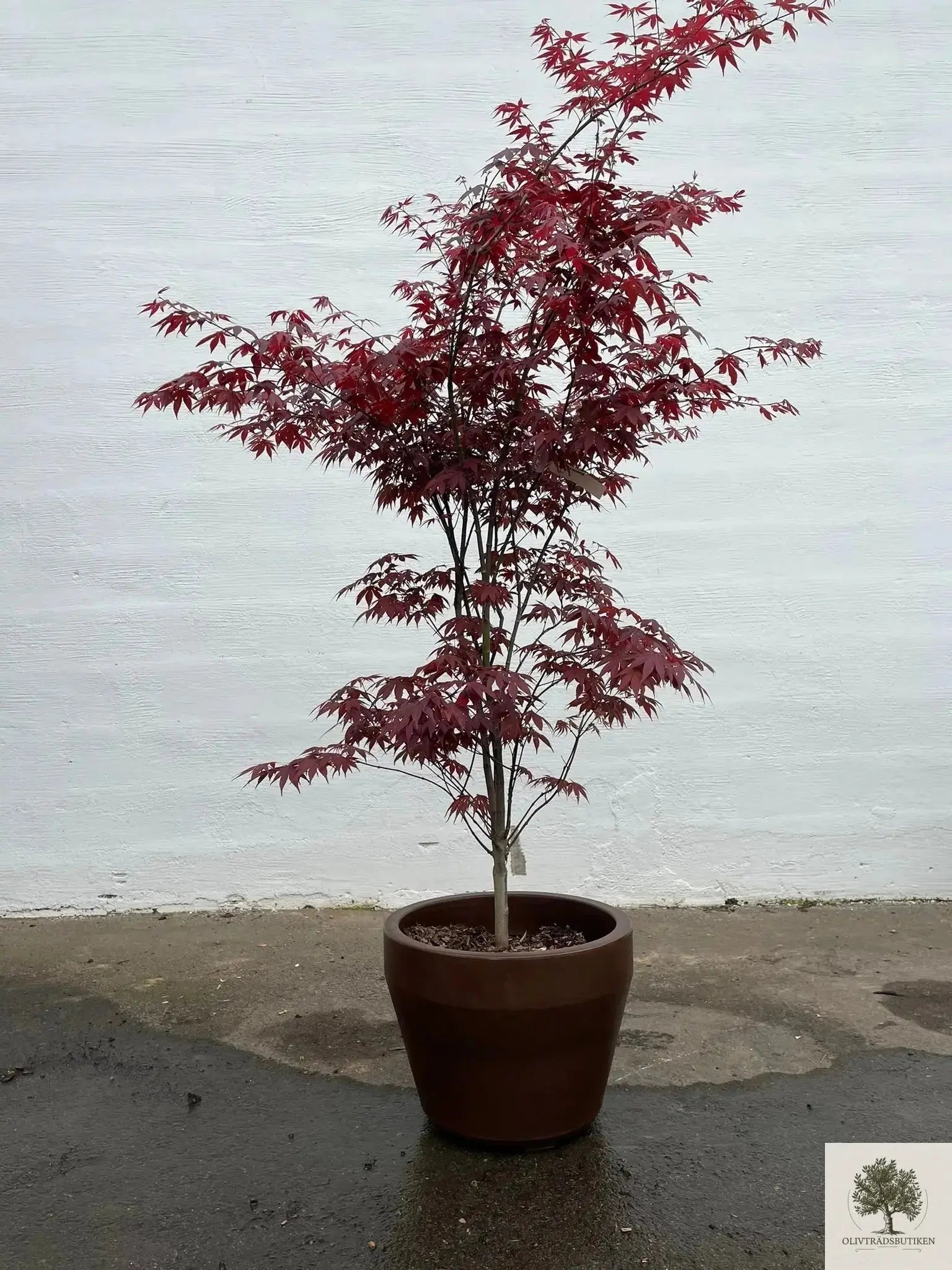 japansk lönn stor - Acer palmatum ‘Atropurpureum’ – 175 cm ...