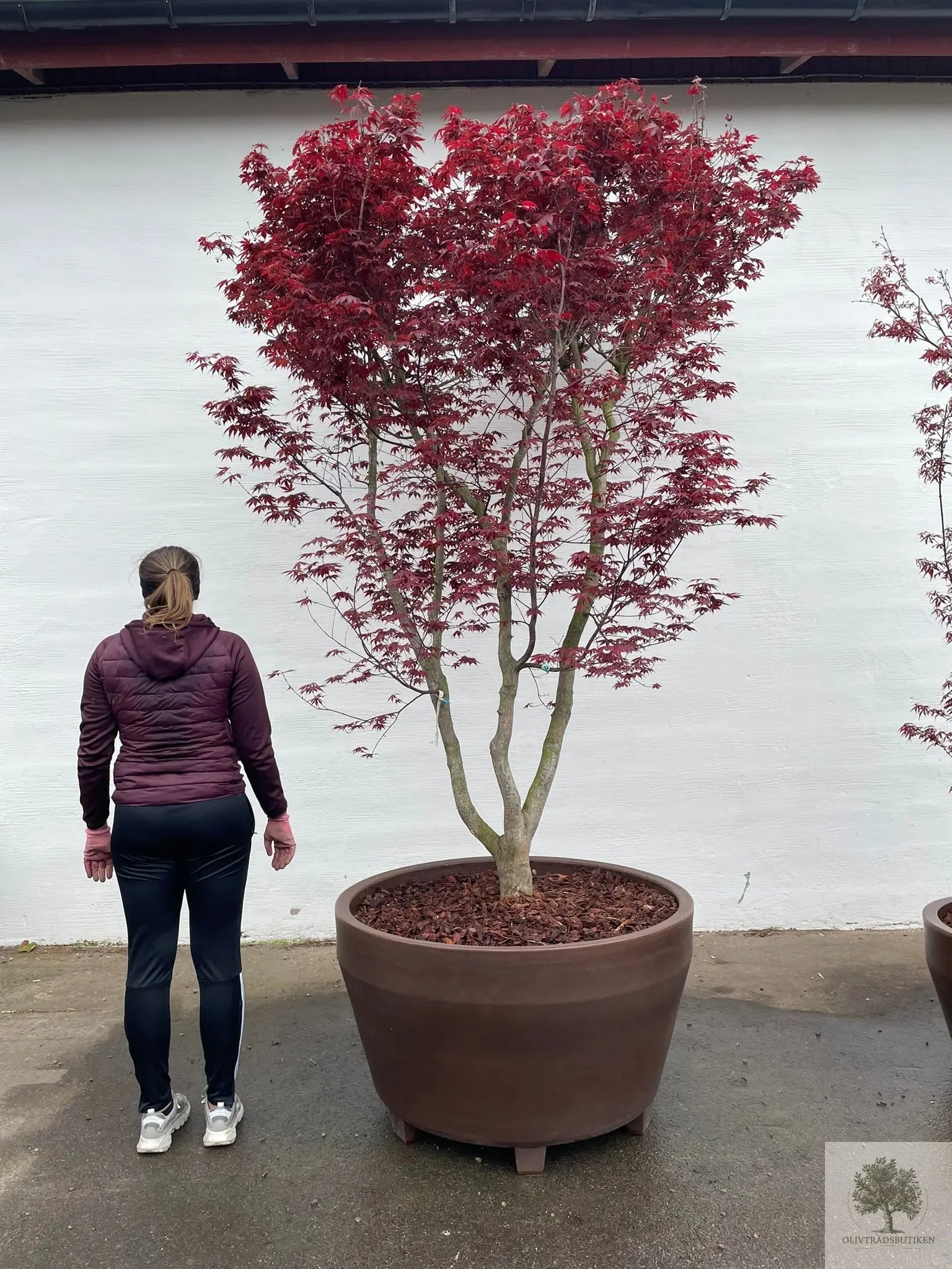 japansk lönn stor - Acer palmatum ‘Atropurpureum’ – 175 cm ...