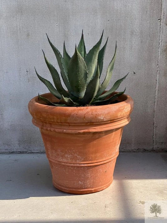 Agave - 30-60 cm Olivträdsbutiken