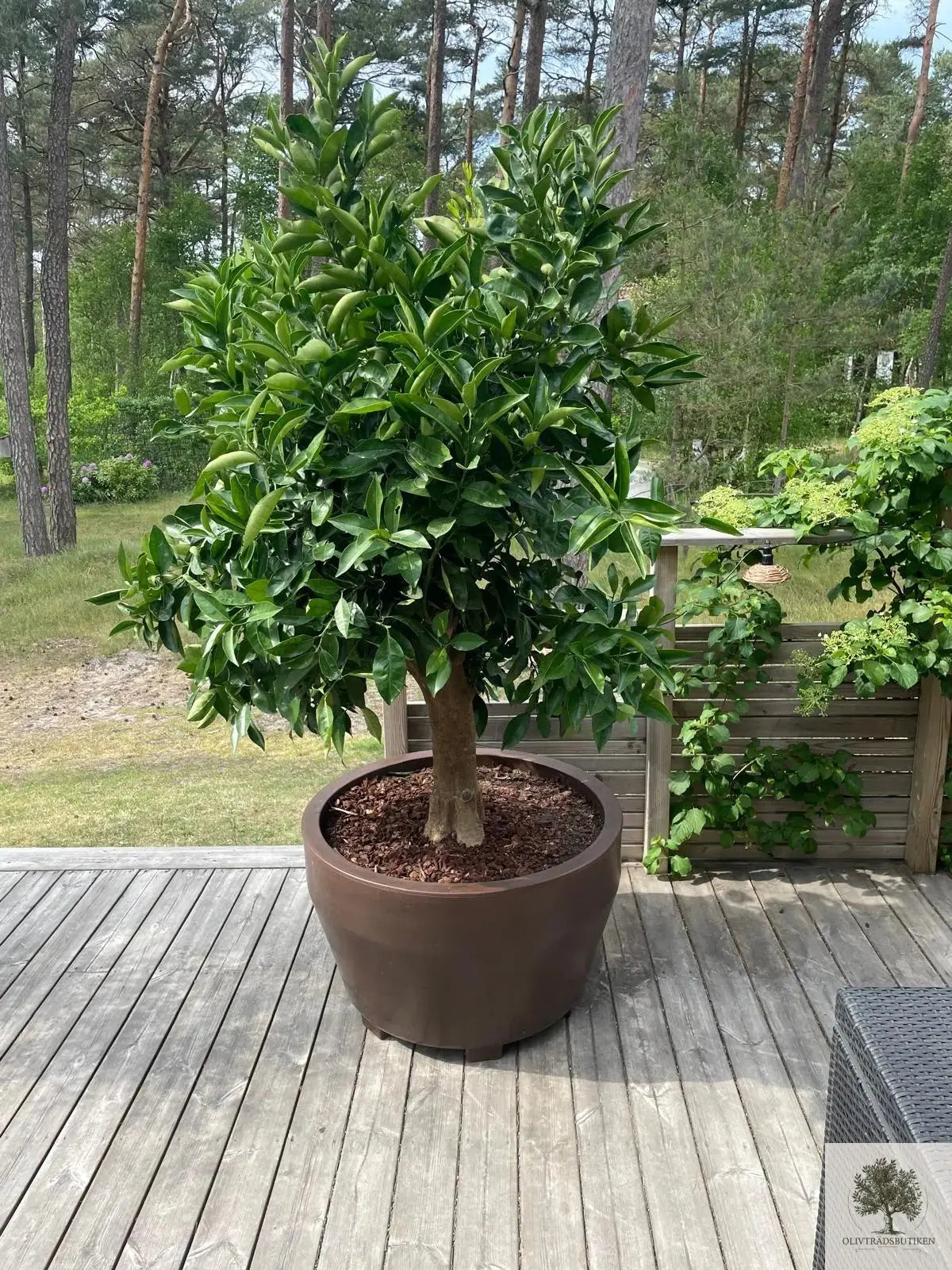 Vinstokk - 30 år - 150 cm høyde - 30 cm stamme - 100 cm krone Olive Tree Shop