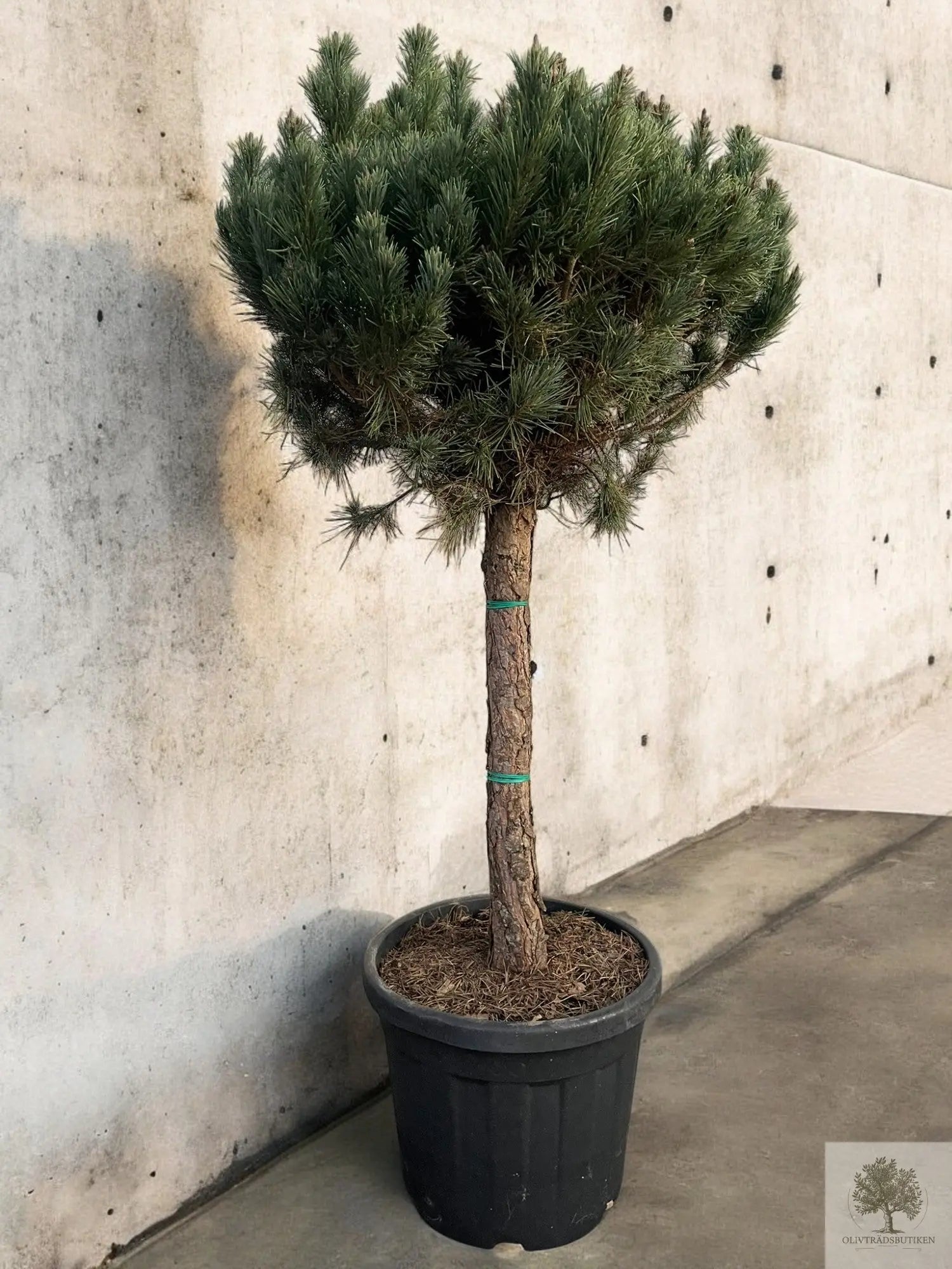 Dvergfuru, hardfør bartre - Pinus Silvestris Watereri - trestørrelse 160 cm Oliventrebutikk