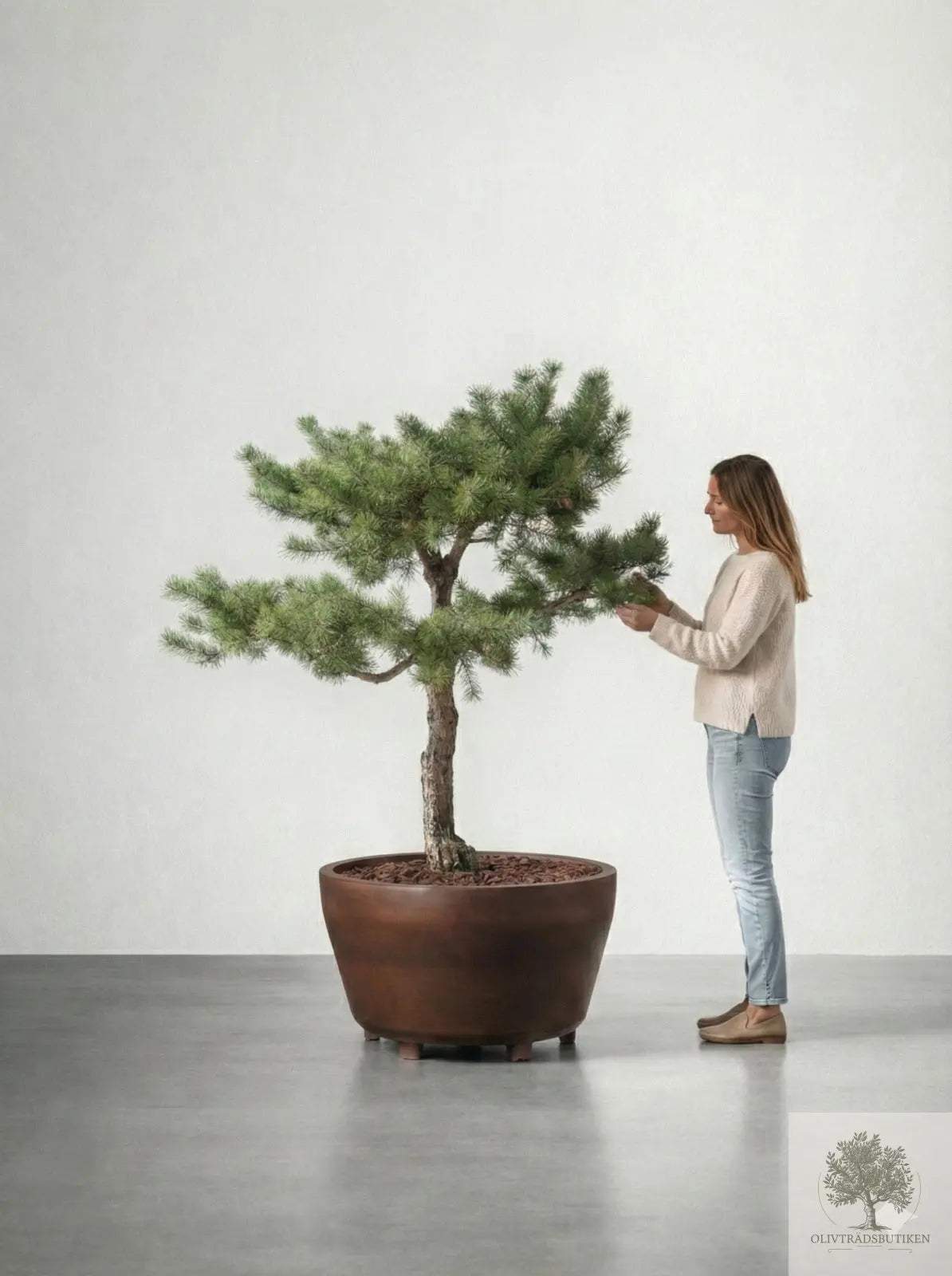 Barrträd i kruka - Pinus Silvestris Watereri - 1,8 m Olivträdsbutiken