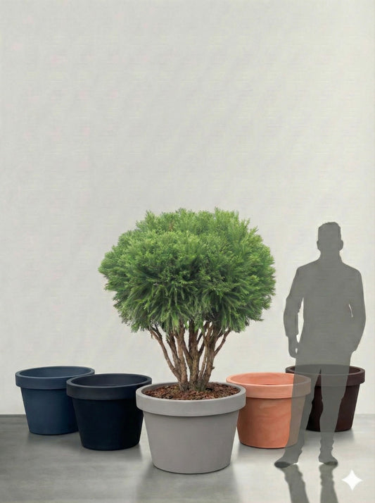 Barrväxt Japansk Ceder  - Cryptomeria Japonica - Flerstammig