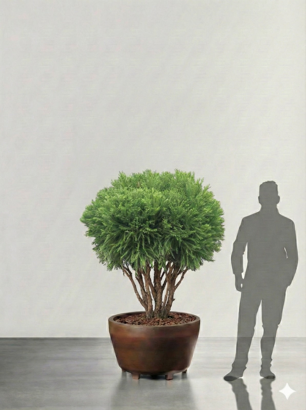 Barrväxt Japansk Ceder  - Cryptomeria Japonica - Flerstammig