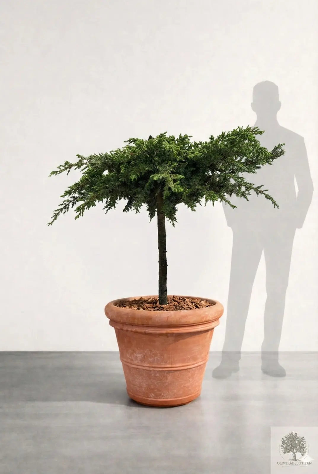 Barrträd i kruka - Juniperus Conferta Schlager - 1,6 m Olivträdsbutiken