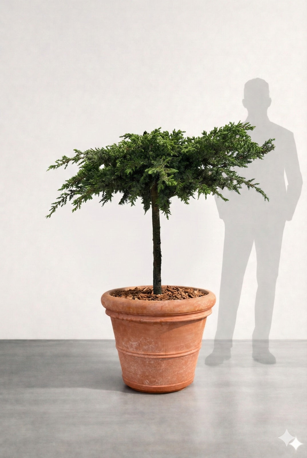 Barrträd i kruka - Juniperus Conferta Schlager - 1,6 m