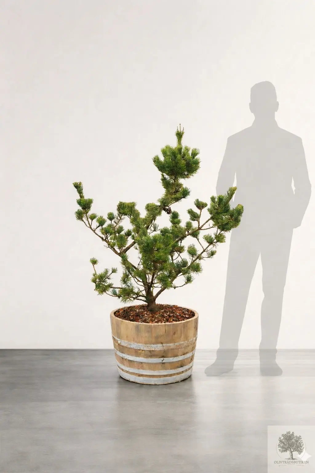 Barrväxt formklippt - Pinus sylvestris - 1,5 m Olivträdsbutiken
