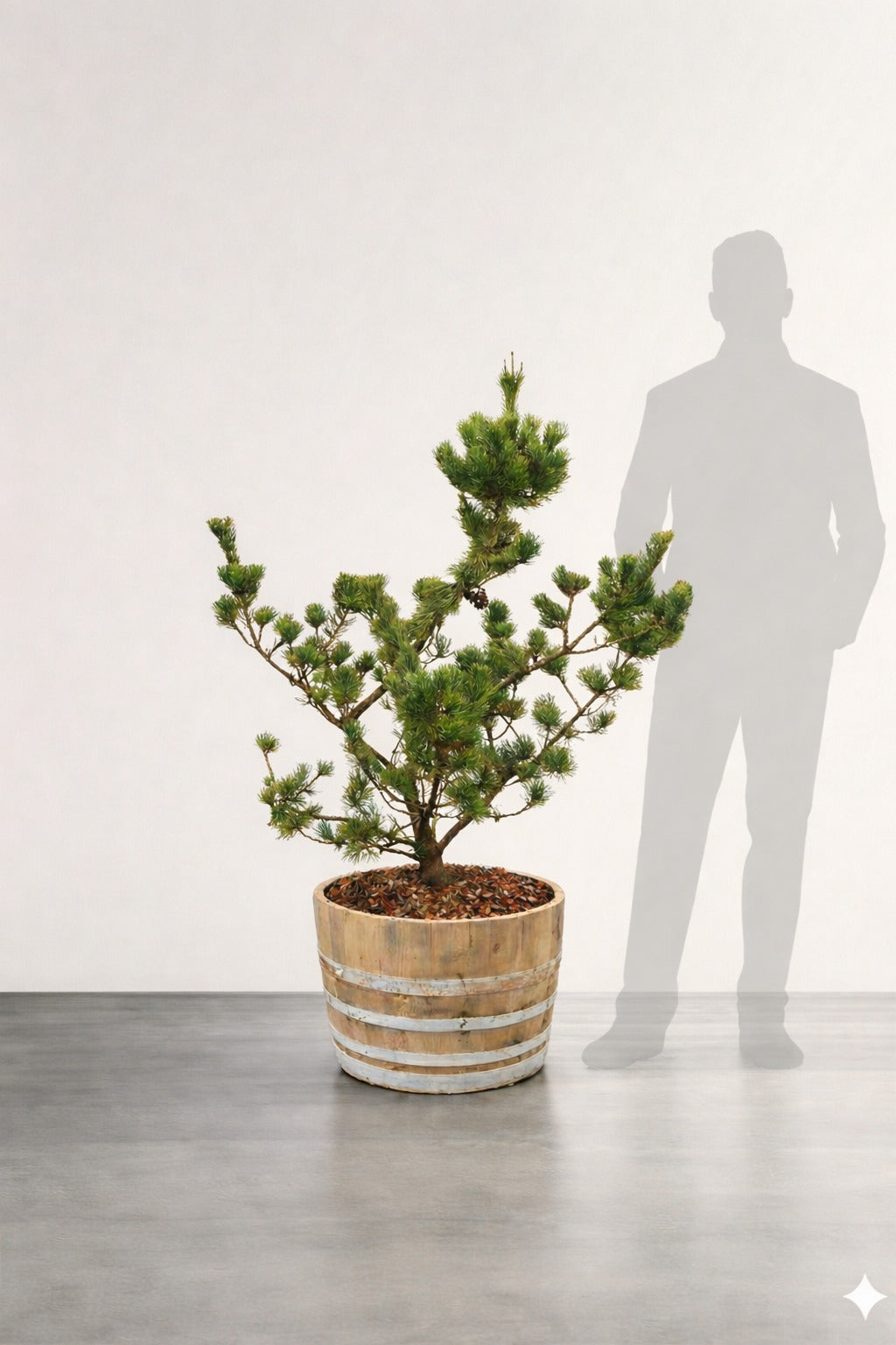 Barrväxt formklippt - Pinus sylvestris - 1,5 m