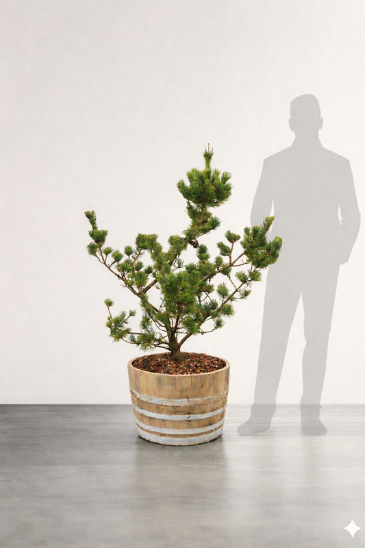 Barrväxt formklippt - Pinus sylvestris - 1,5 m