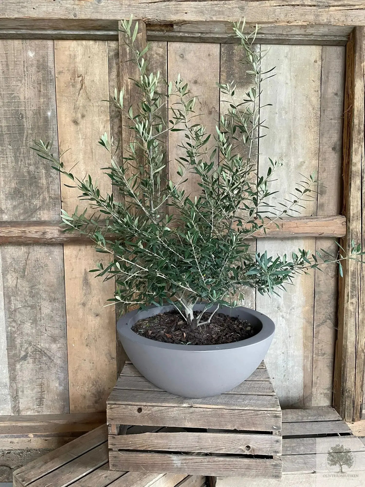 krukkelåg - Cefeo - diameter 40 cm Olivträdsbutiken