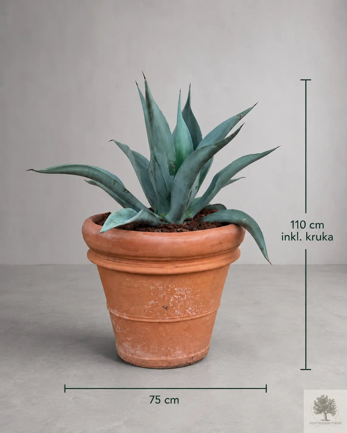 Agave  - Skulptural ökenväxt med arkitektonisk karaktär