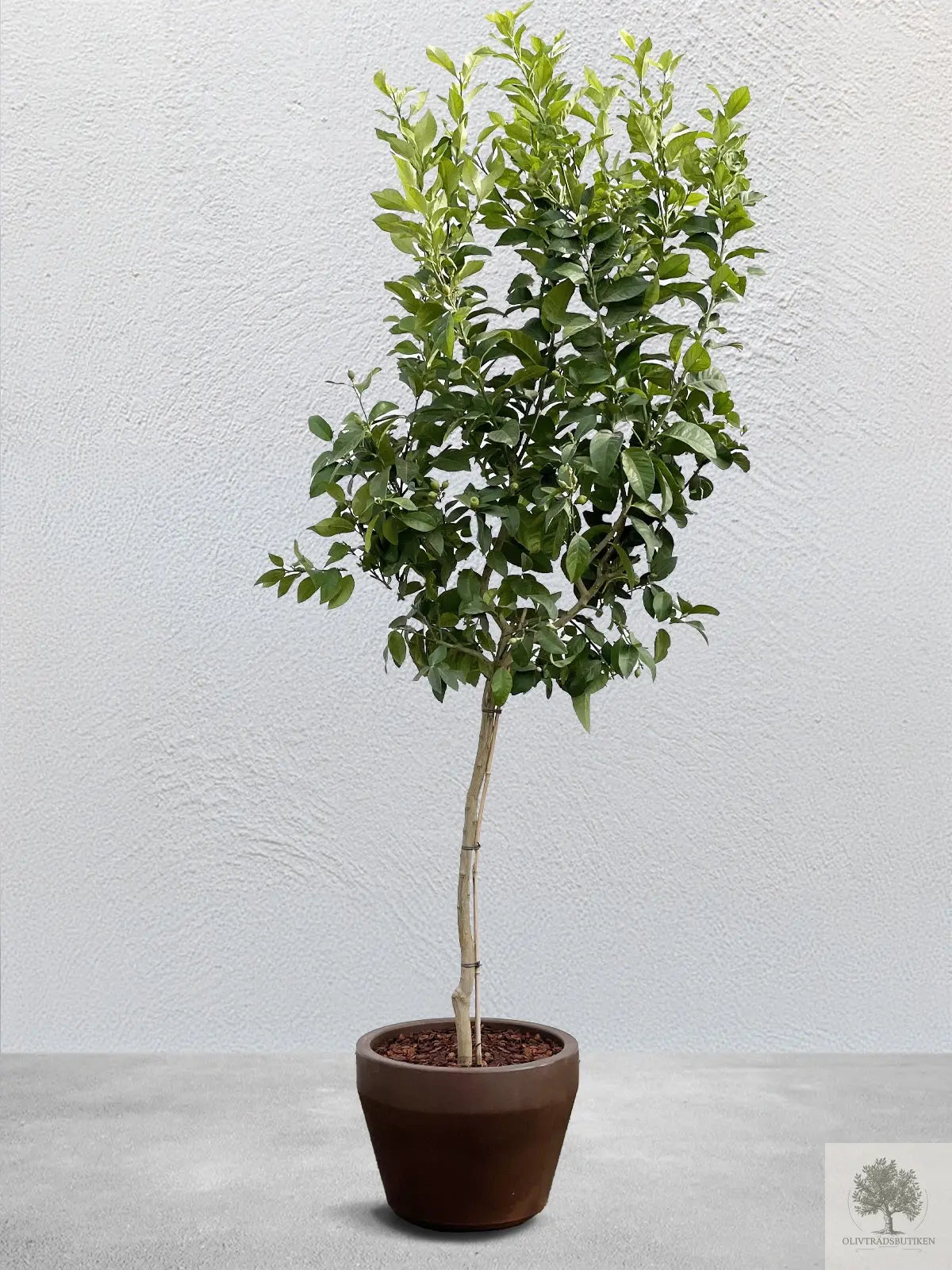 Citrustræ - 10 år - 190 cm højde Oliventræ Shop