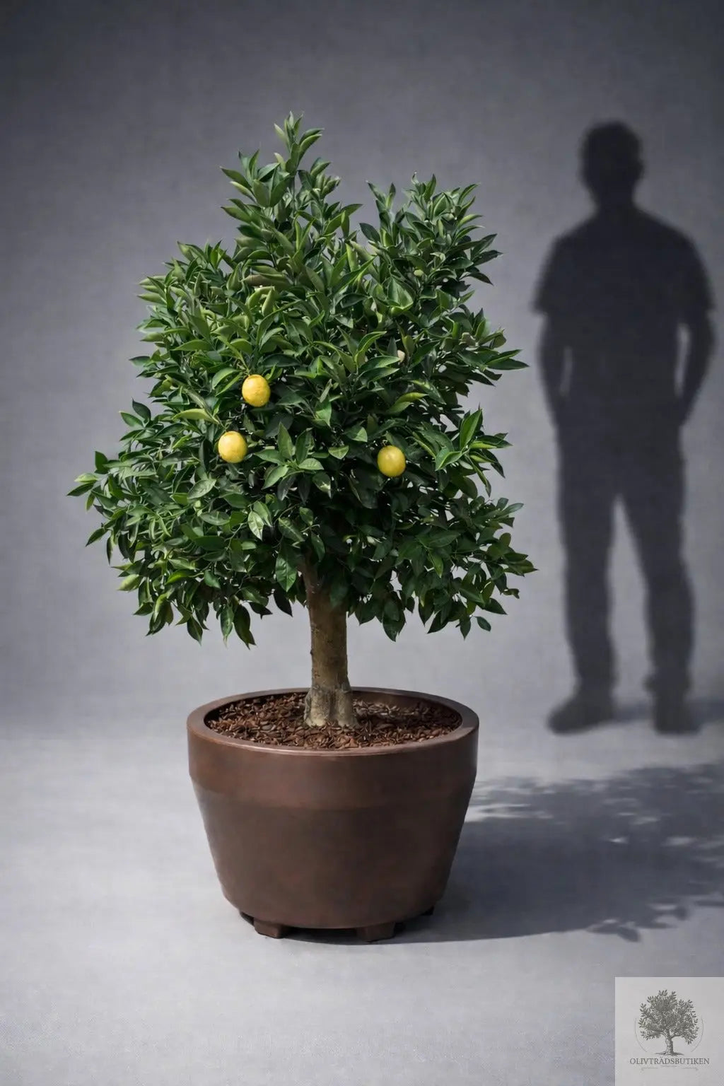 Citronträd 30 år - Praktexemplar 200 cm höjd - 40 cm stam Olivträdsbutiken