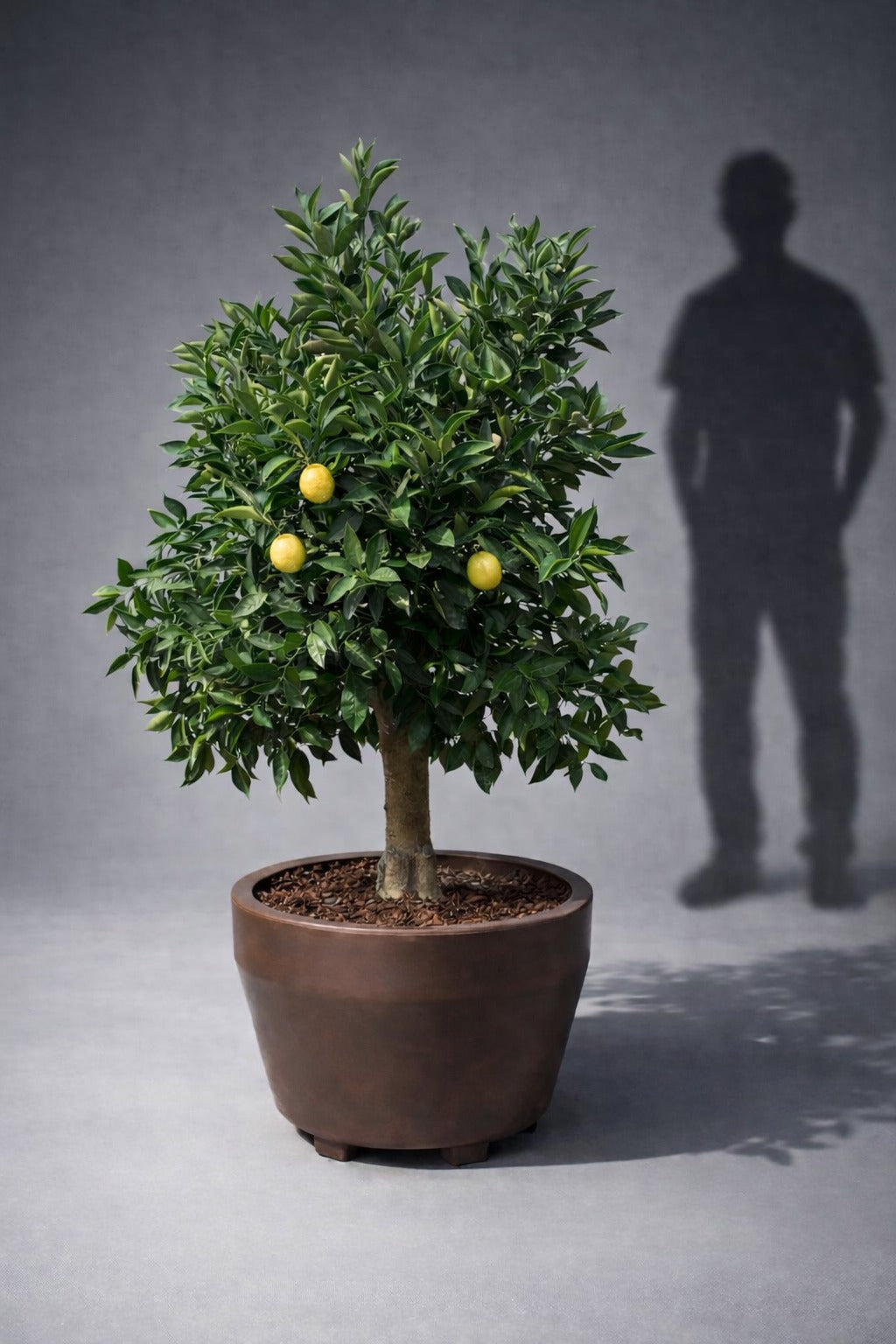 Citronträd 30 år - Praktexemplar 200 cm höjd - 40 cm stam