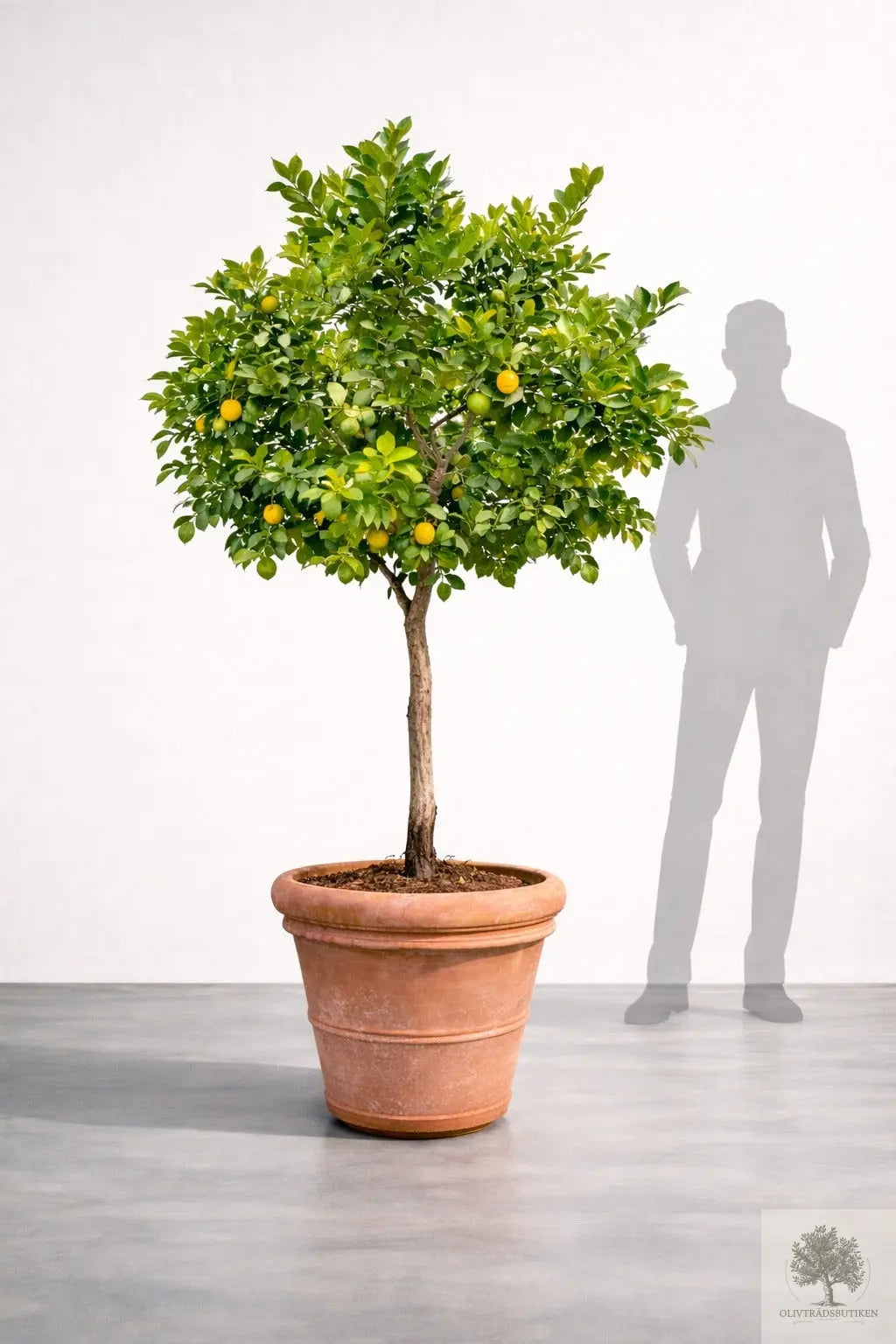 Citronträd - 20 år - 200 cm höjd Olivträdsbutiken