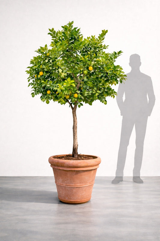 Citronträd - 20 år - 200 cm höjd