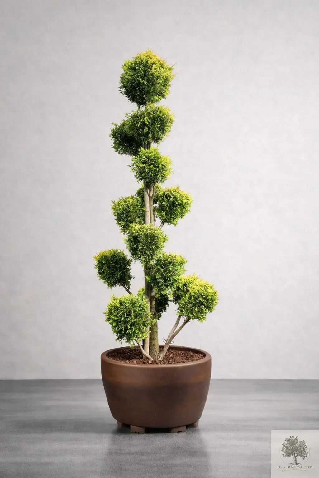 Molnklippt Cypress Leylandii 'Golden Raider' – Skulptural elegans med gyllene lyster Olivträdsbutiken