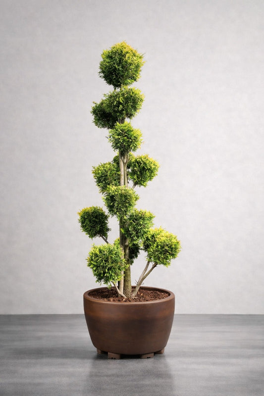Molnklippt Cypress Leylandii 'Golden Raider' – Skulptural elegans med gyllene lyster