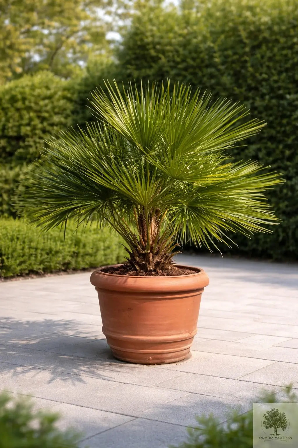 Dvärgpalm - Chamaerops humilis – ca 180 cm
