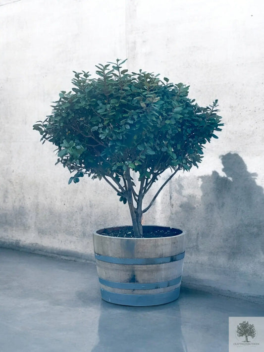 Elaeagnus Ebbingei - Flerstammet 175 cm - plantet i vintønne Olive Tree Shop