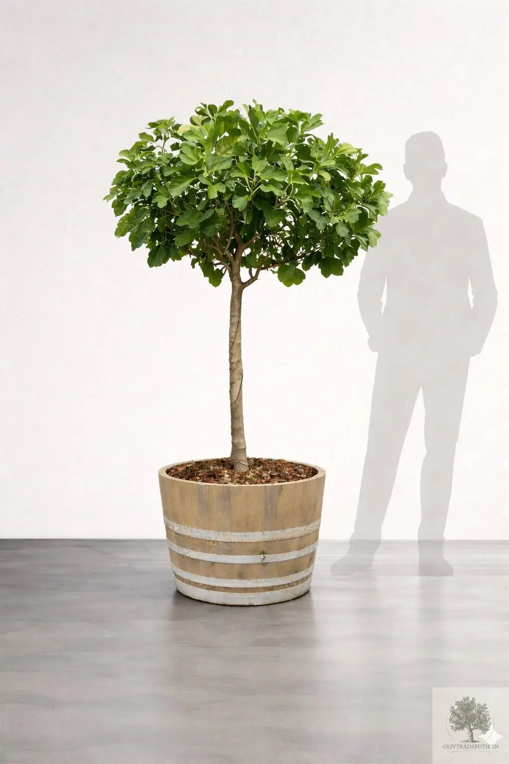 Fikonträd – Bornholmsfikon – 220 cm
