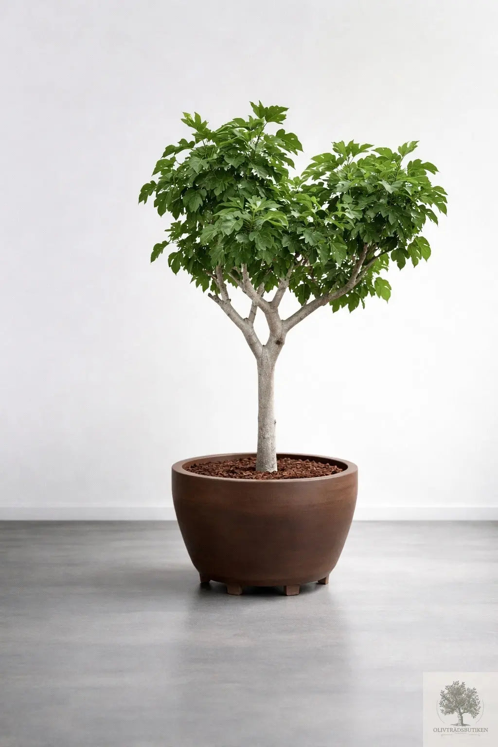 Fikonträd - Ficus Carica - 170 cm höjd
