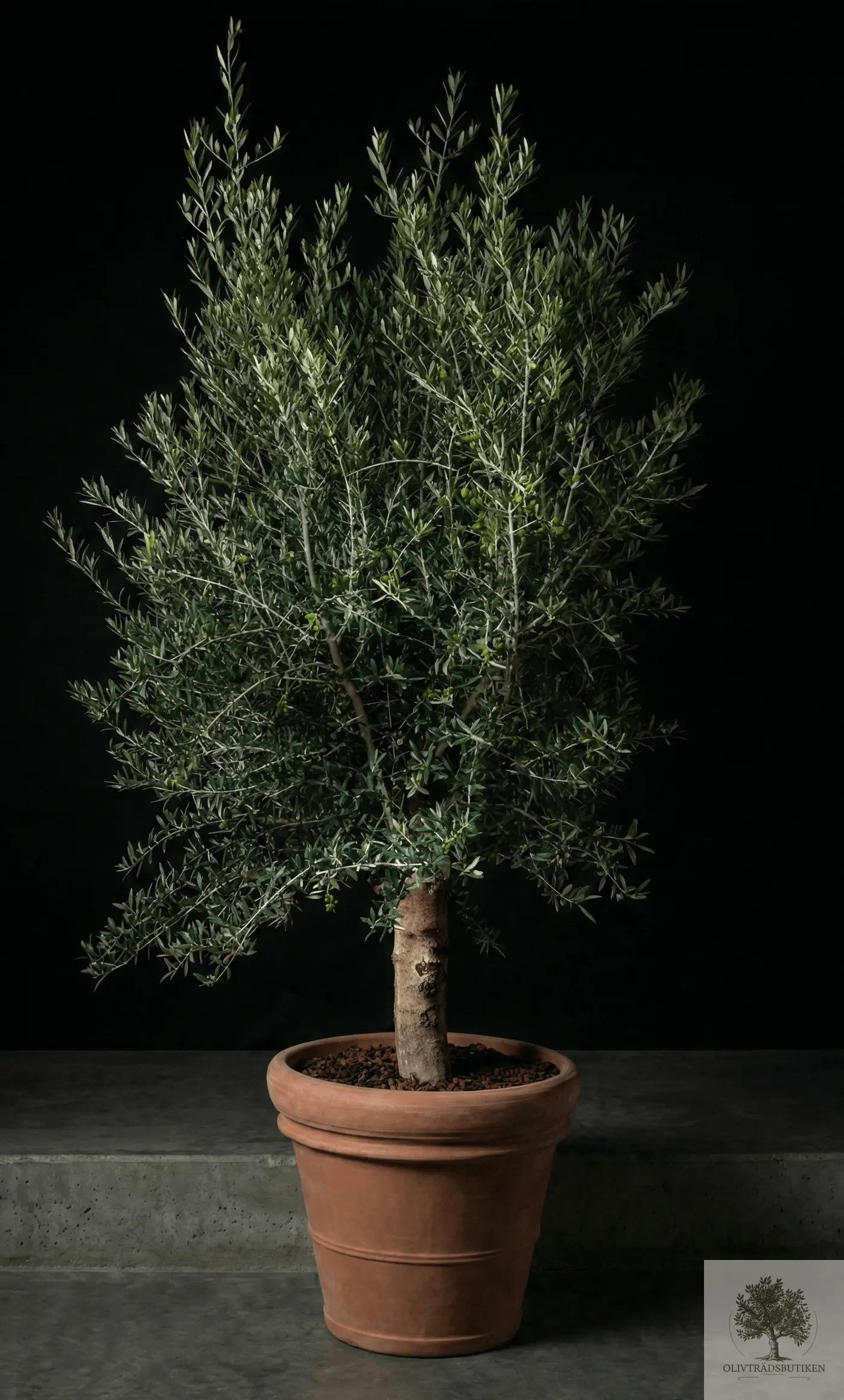 Kruka Terrakotta - Siena -  58 cm diameter - 50 cm höjd Olivträdsbutiken