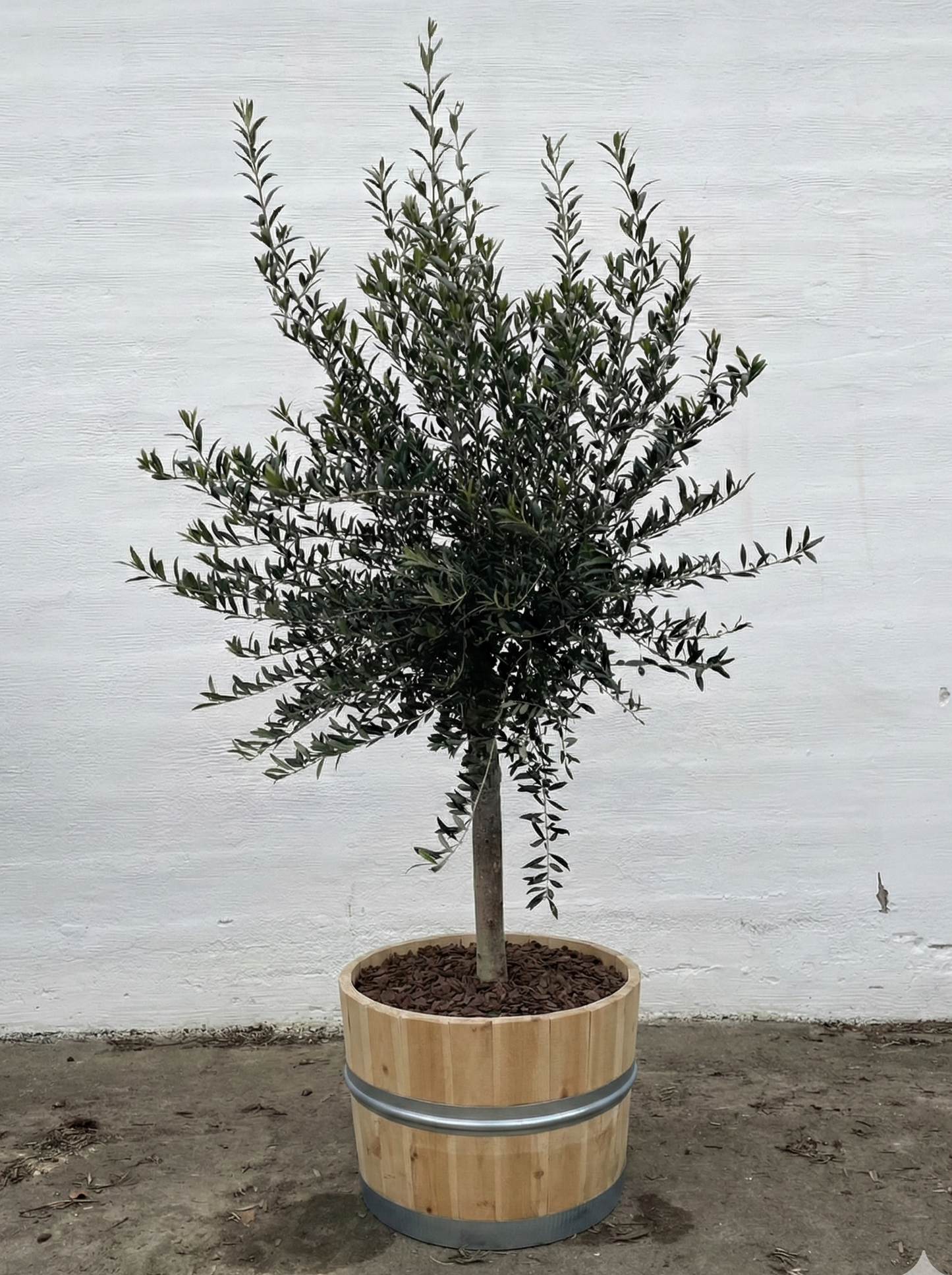 Olivträd 8 år - 200 cm höjd - 20 cm stam - 70 cm krona