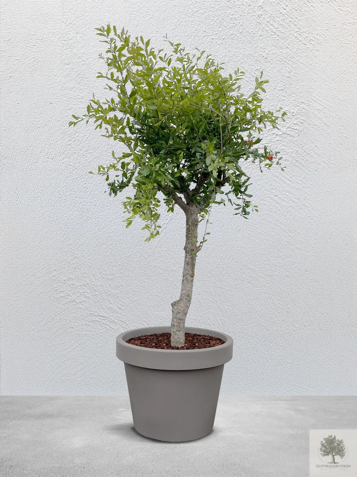 Granatæble træ - 240 cm højde - 20 cm stamme - 80 cm krone Olive Tree Shop