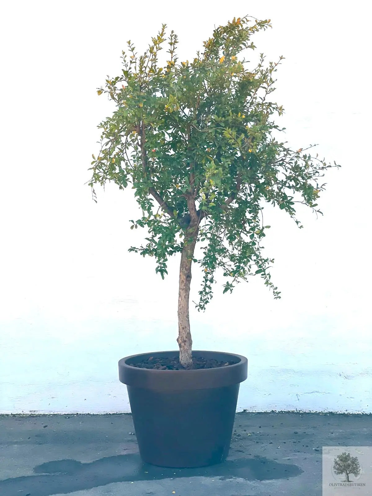 Granatæble træ - 240 cm højde - 20 cm stamme - 80 cm krone Olive Tree Shop