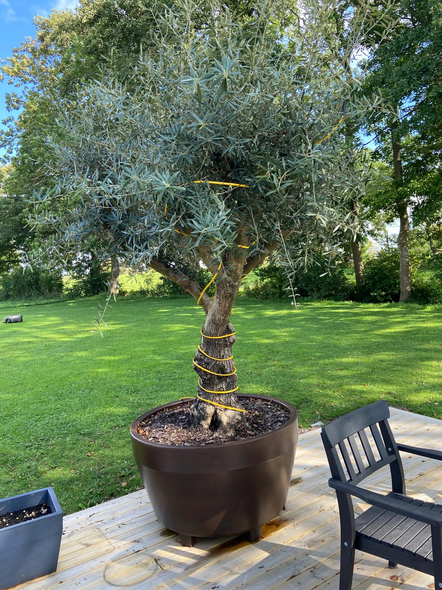Värmeslinga för olivträd med inbyggd termostat Olivträdsbutiken