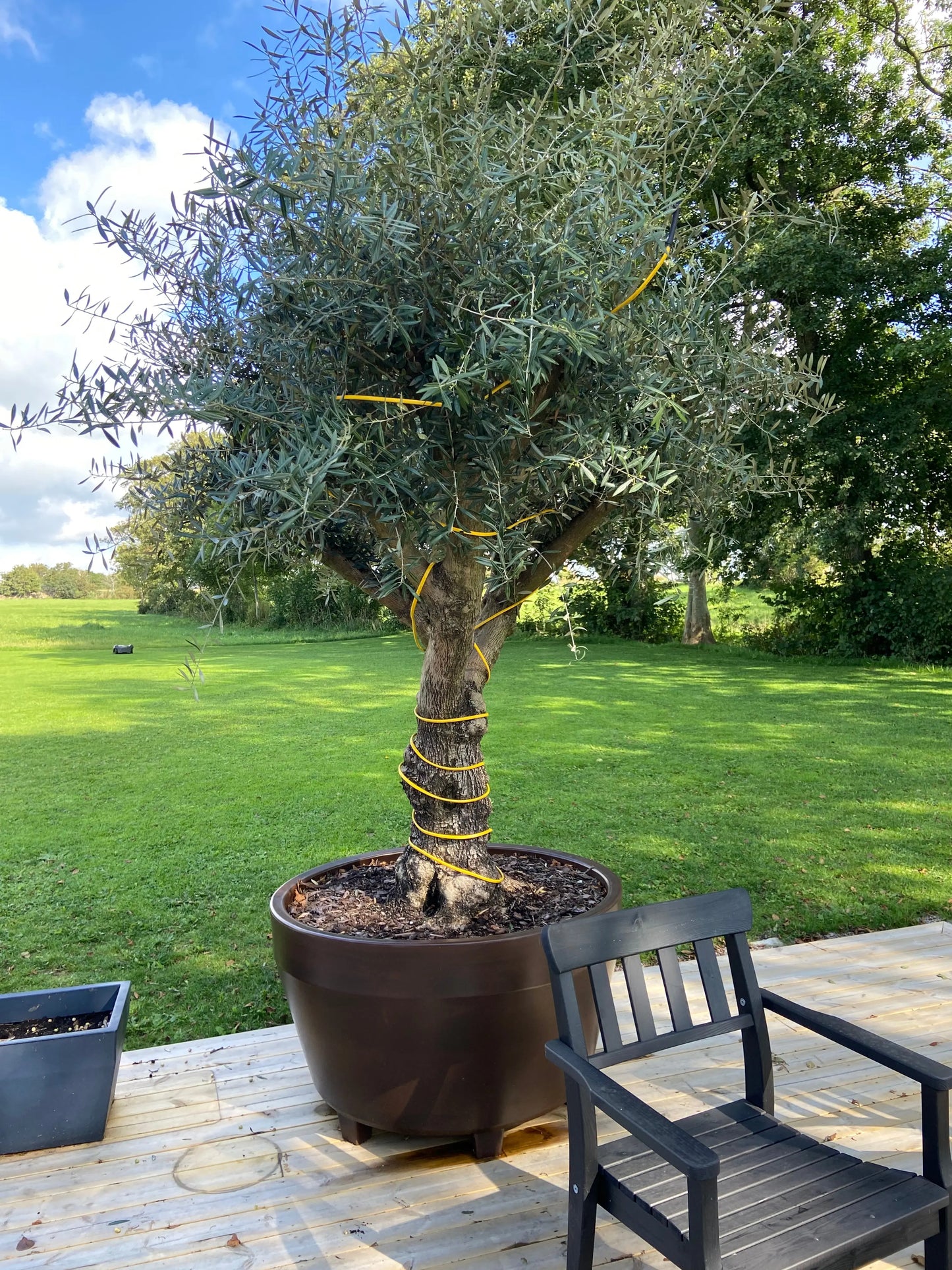 Värmeslinga för olivträd med inbyggd termostat Olivträdsbutiken