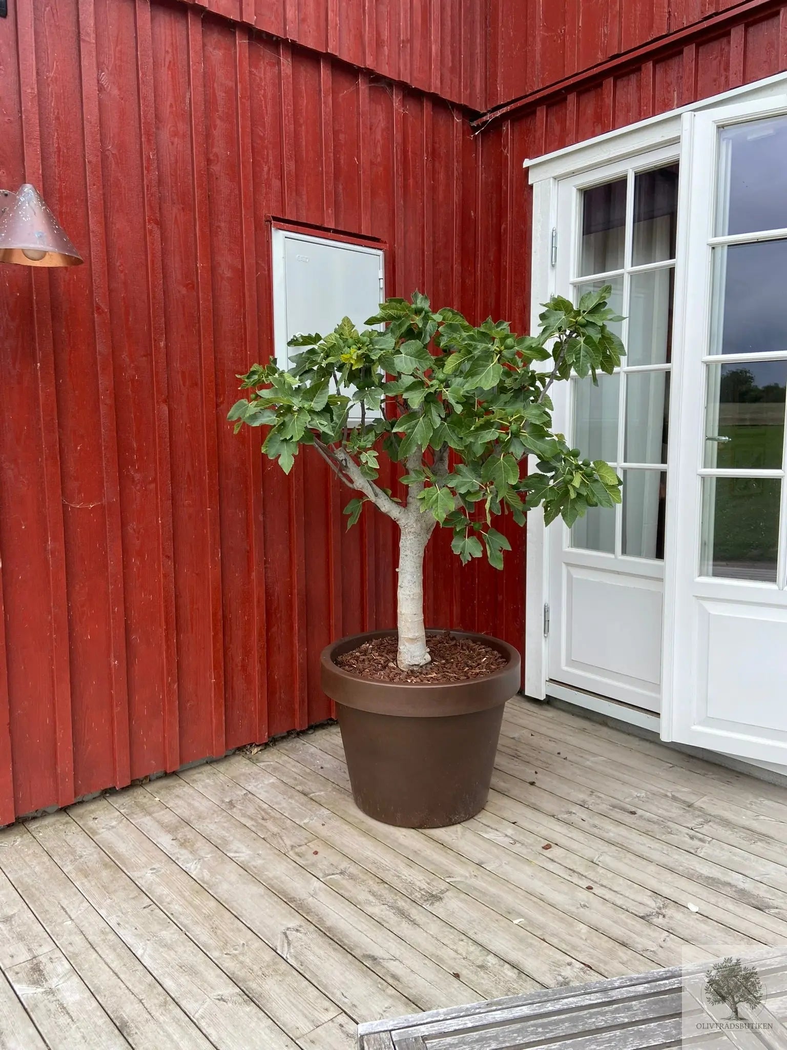 Fikentre - 170-250 cm høyde Olive Tree Shop